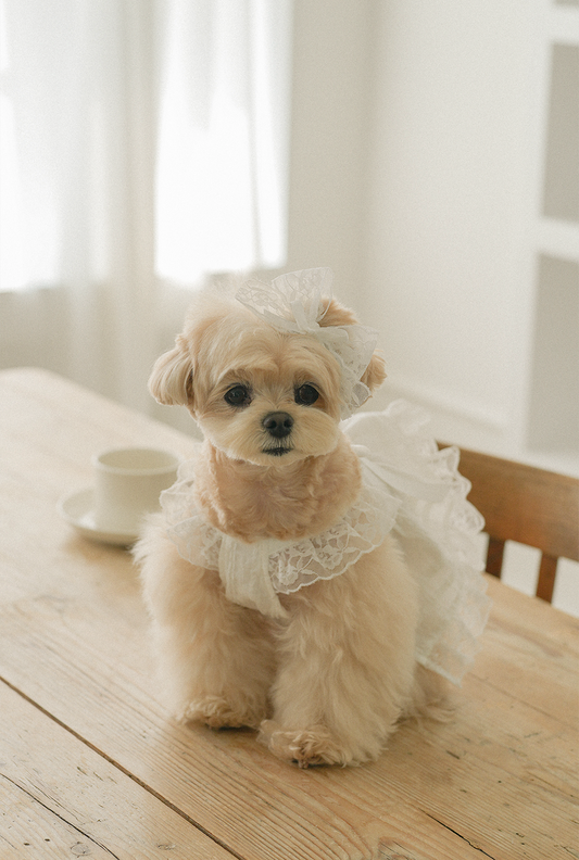 Spring Time Lace Ribbon Dress