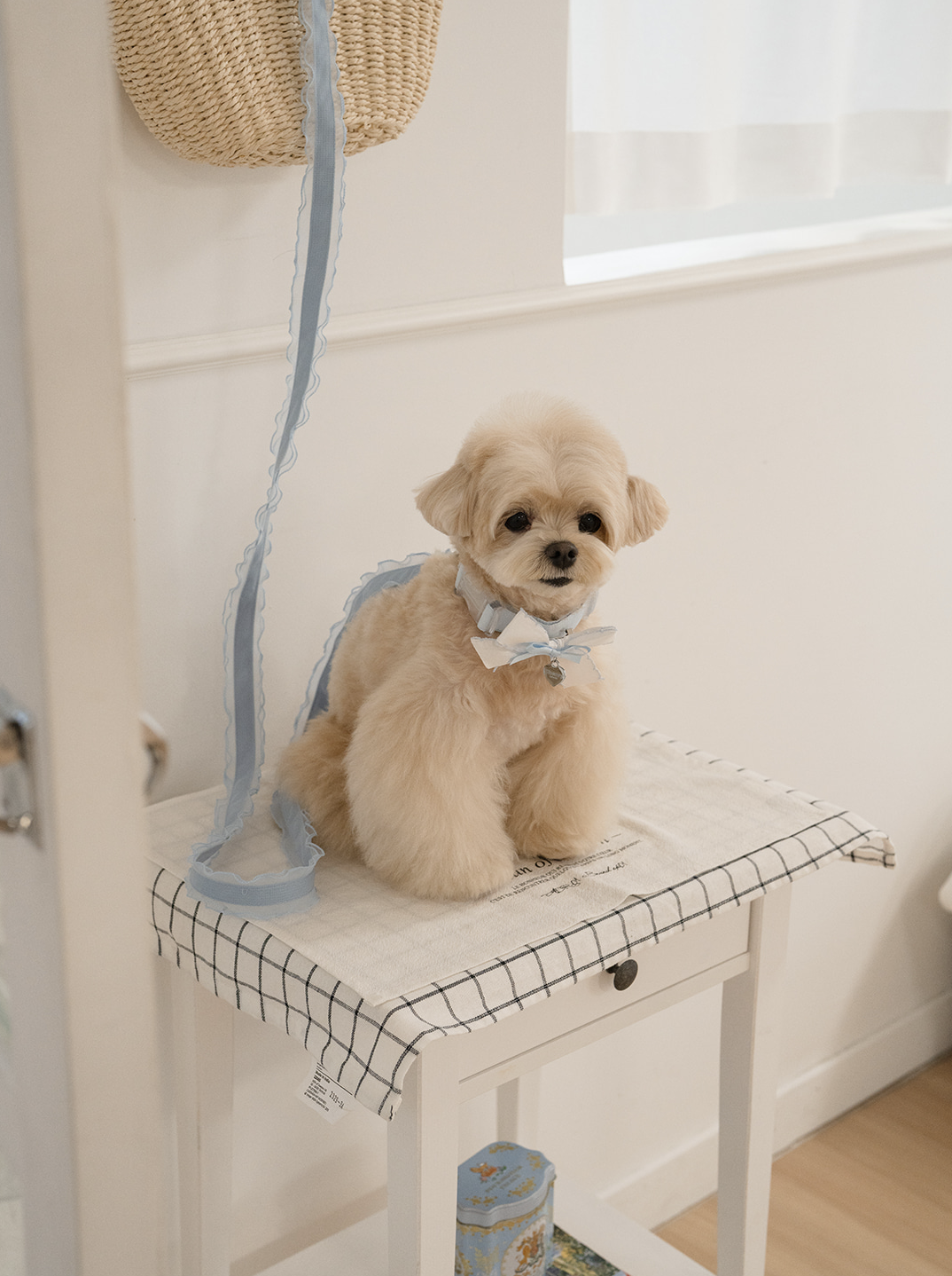 My Favorite Color Collar - Baby Blue