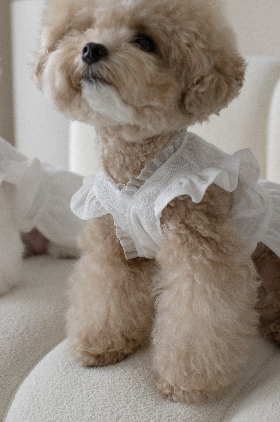 Baekhwa Hanbok Blouse