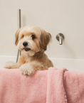 Load image into Gallery viewer, Bite Me x Finca Dry Me Microfibre Pet Towel
