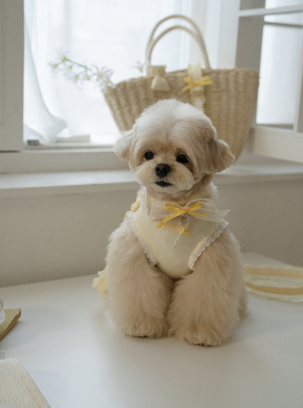 My Favorite Color Collar - Yellow