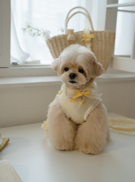 My Favorite Color Collar - Yellow