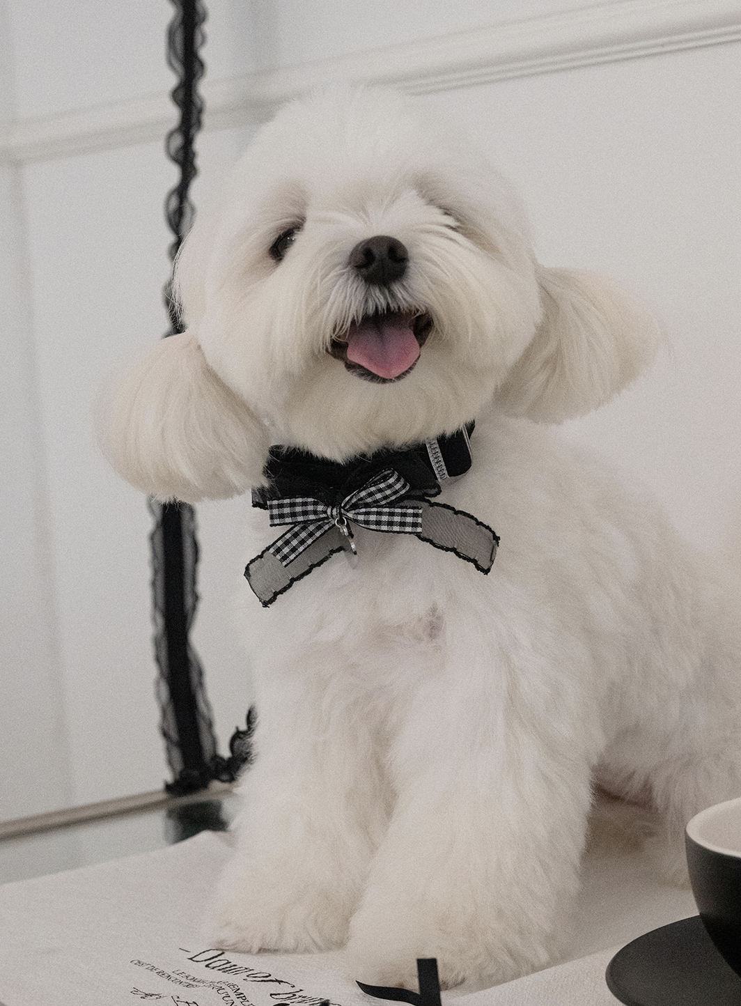 My Favorite Color Collar - Black