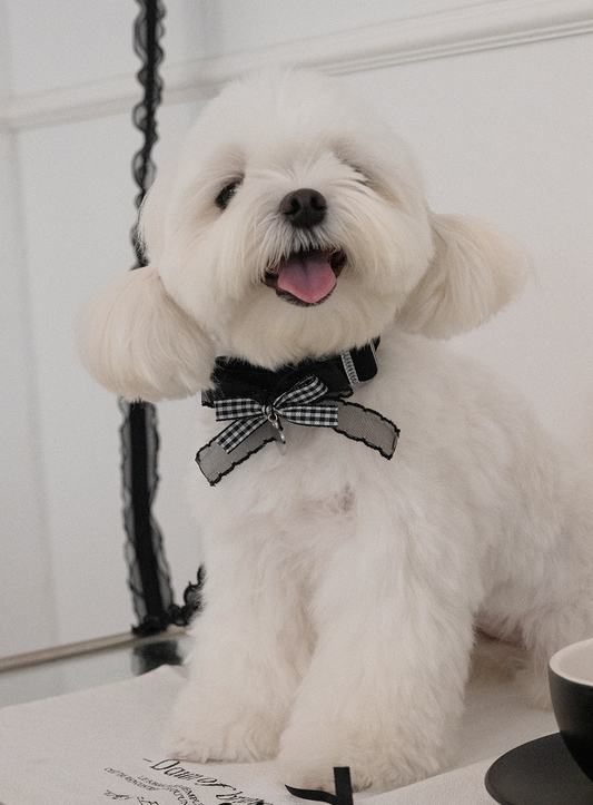 My Favorite Color Collar - Black