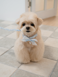 Load image into Gallery viewer, My Favorite Color Collar - Baby Blue
