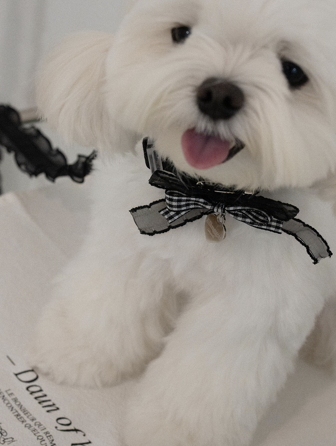 My Favorite Color Collar - Black
