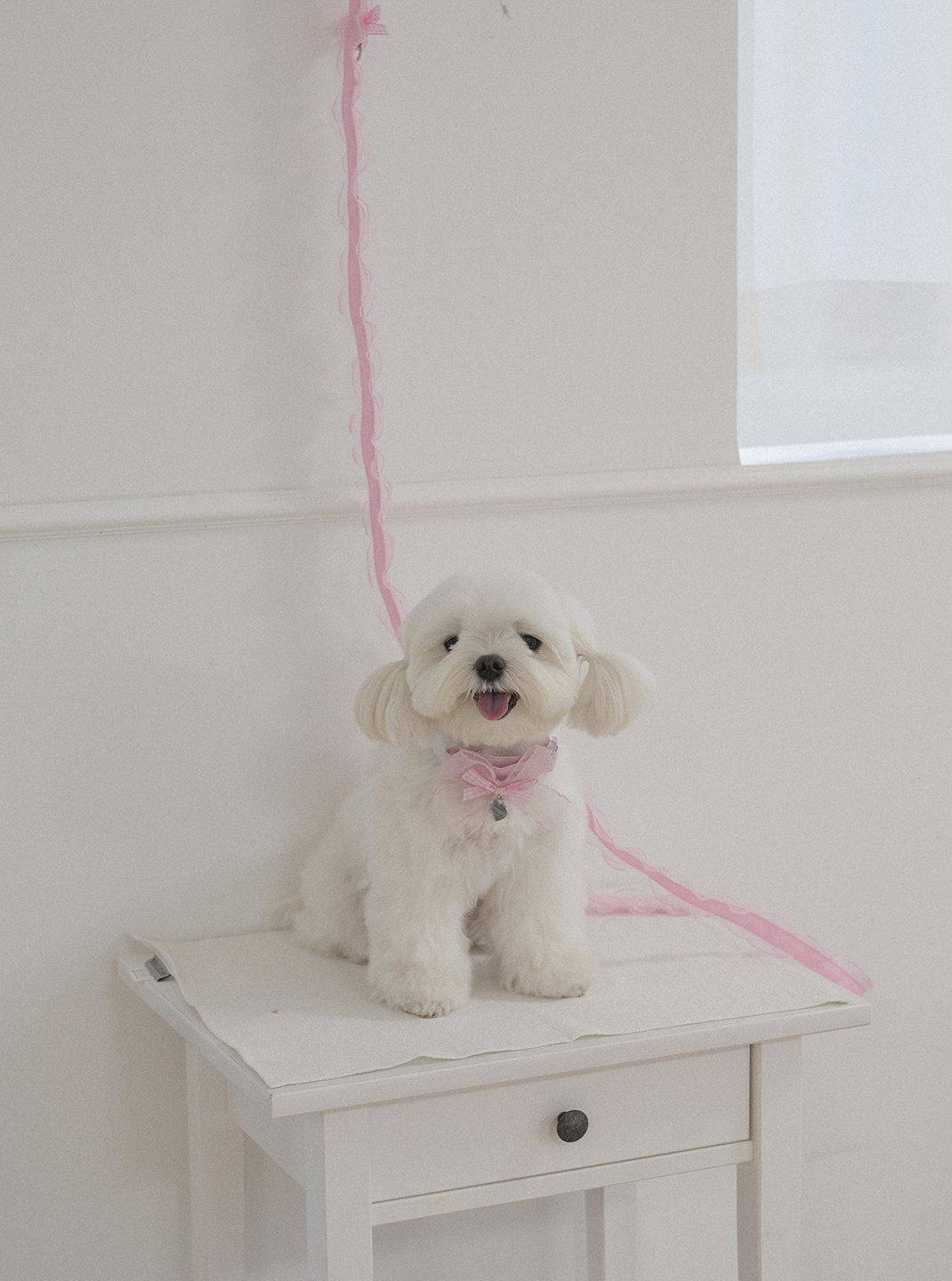My Favorite Color Leash - Pink