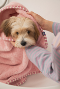 Load image into Gallery viewer, Bite Me x Finca Dry Me Microfibre Pet Towel

