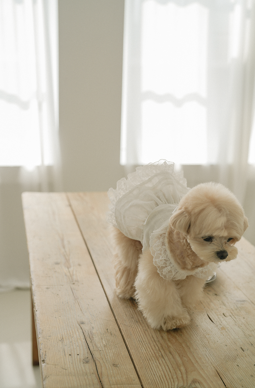 Spring Time Lace Ribbon Dress