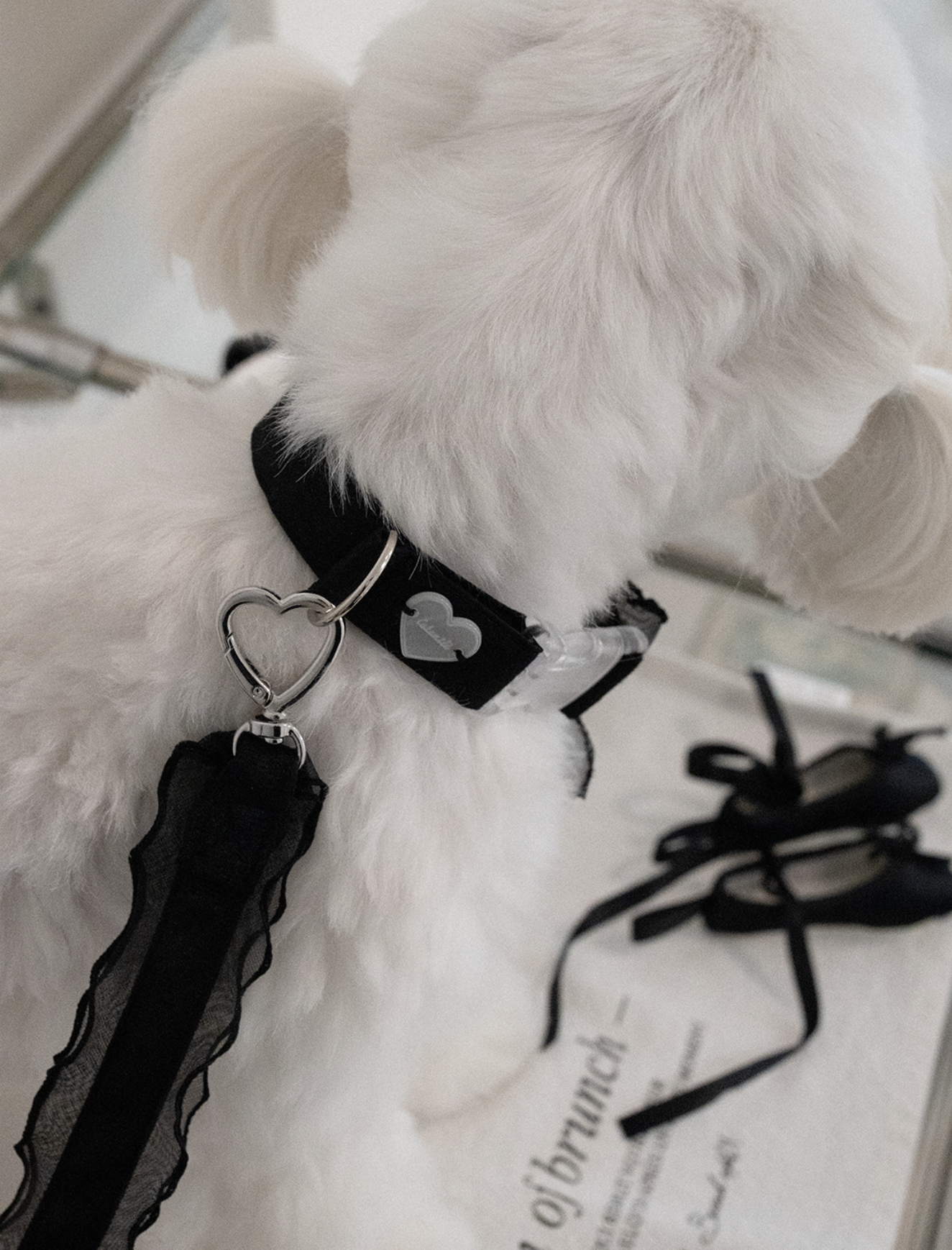 My Favorite Color Leash - Black