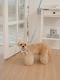 Load image into Gallery viewer, My Favorite Color Leash - Baby Blue
