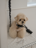Load image into Gallery viewer, My Favorite Color Leash - Black

