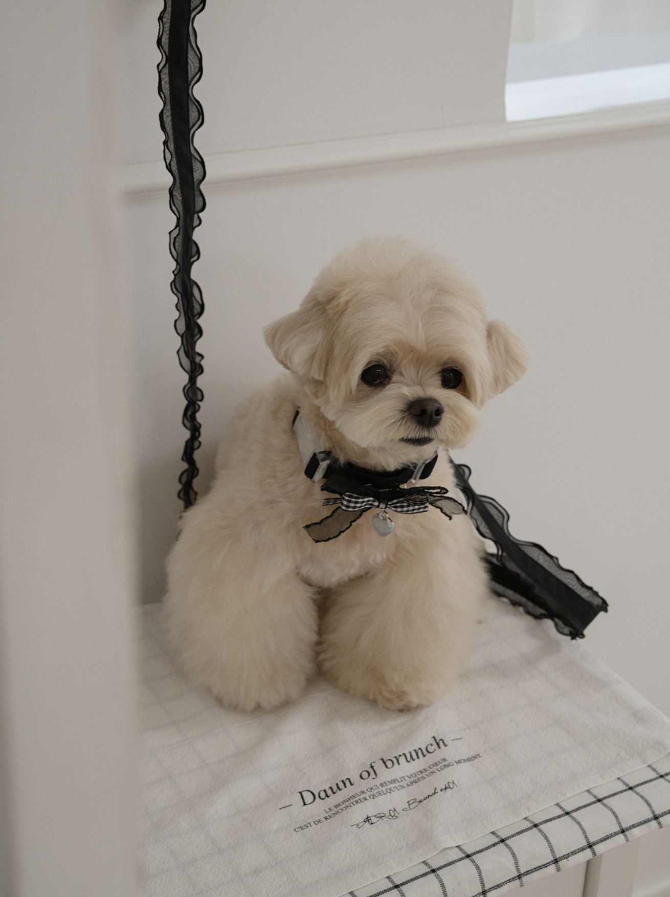 My Favorite Color Leash - Black