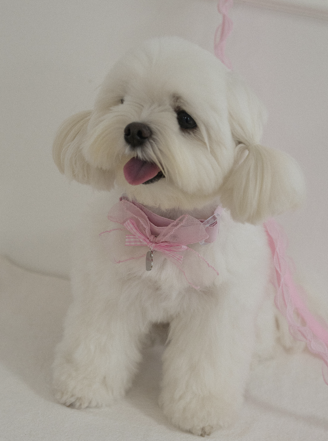 My Favorite Color Collar - Pink