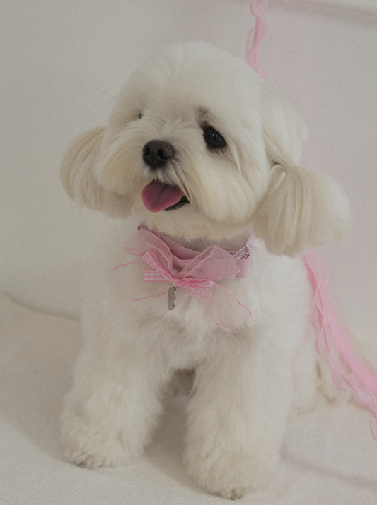 My Favorite Color Collar - Pink