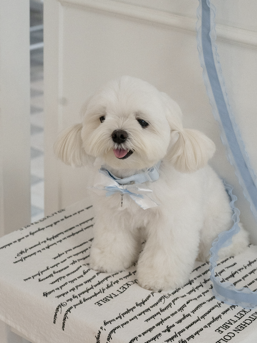 My Favorite Color Collar - Baby Blue