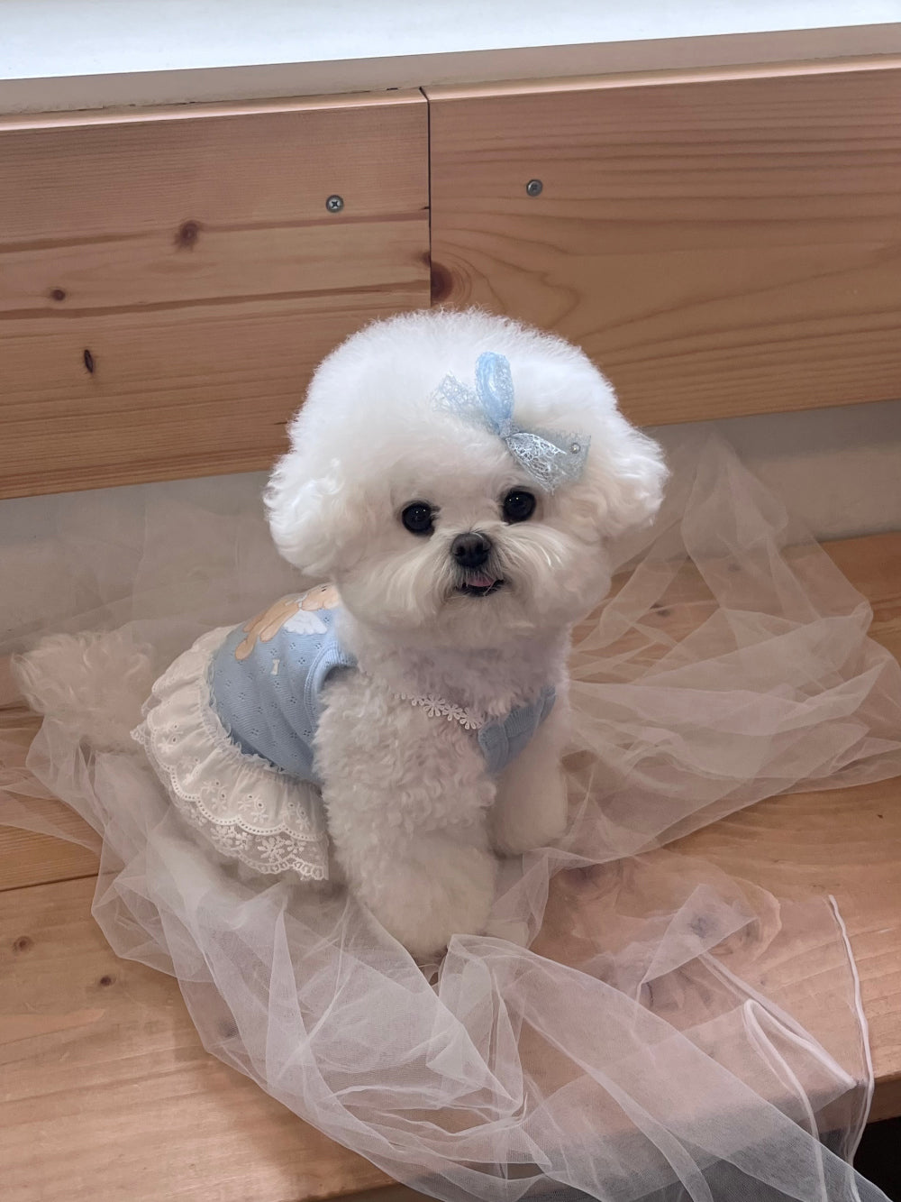 Cupid Bear Ops