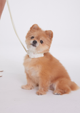 Load image into Gallery viewer, Mini Rose Cushioning Collar
