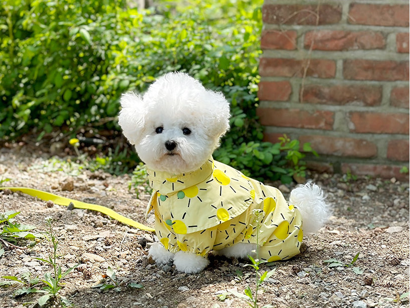 Sunshine Raincoat