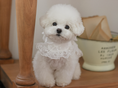 Load image into Gallery viewer, Fall In Love Ice Pocket Harness - Pure White
