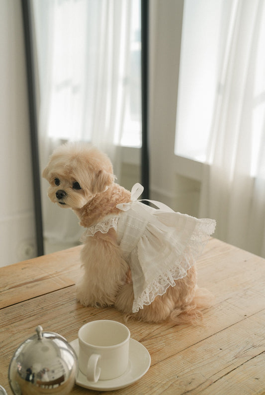 Spring Time Lace Ribbon Dress