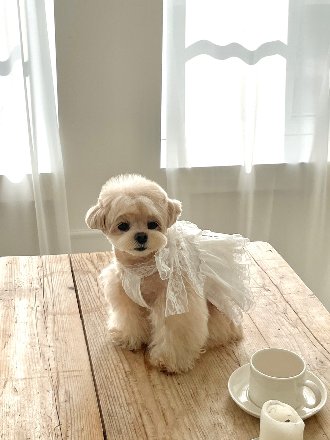 Spring Time Scarf Dress