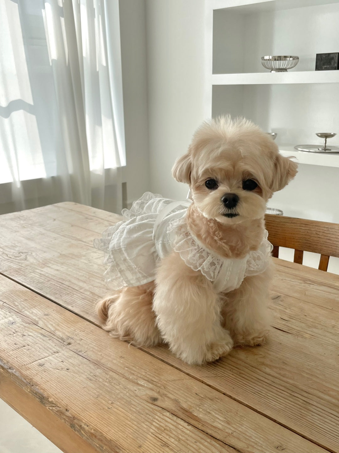 Spring Time Lace Ribbon Dress