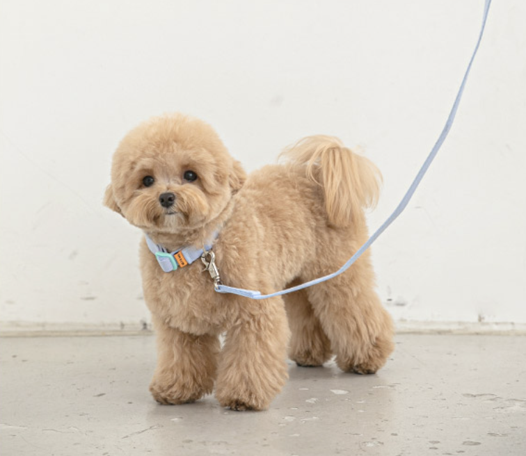 Candy Crayon Leash