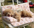 Load image into Gallery viewer, Summer Dog Pillow
