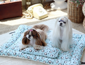 Summer Dog Pillow