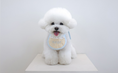 Load image into Gallery viewer, My Name Dog Bib
