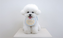 My Name Dog Bib