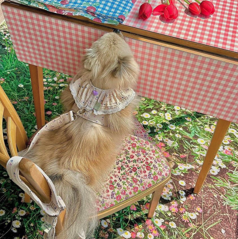Bebe Harness