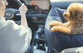 Load image into Gallery viewer, Viewing Car Seat
