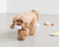 Load image into Gallery viewer, Socks Nosework Toy Set
