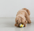 Load image into Gallery viewer, Socks Nosework Toy Set
