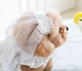 Load image into Gallery viewer, Party Veil
