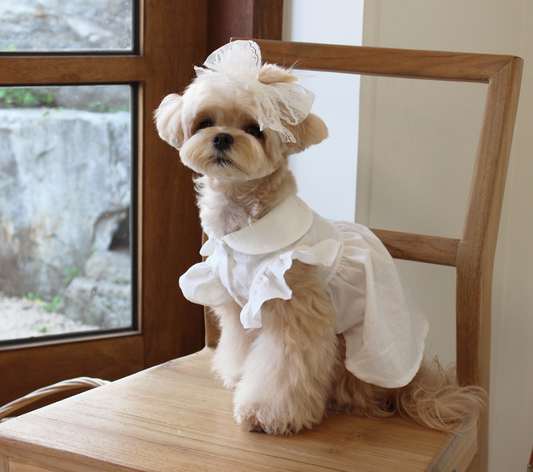 Vanilla Cream Frill Blouse