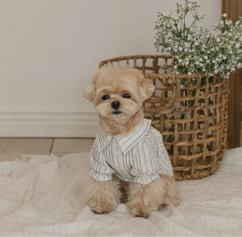 Daisy Stripe Blouse