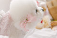 Load image into Gallery viewer, Sherbet Rose Ribbon Pin Baby Pink Pink (2pcs)
