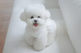 Load image into Gallery viewer, Bebe Ops - Pure White
