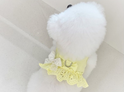 Frill Harness