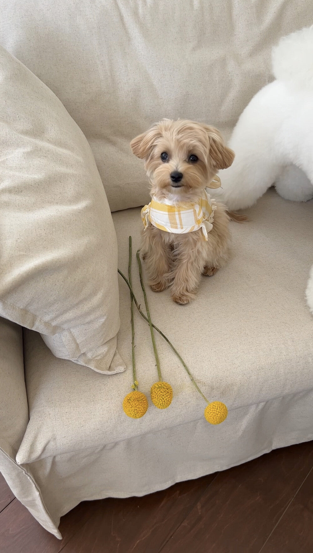 Positano Lemon Harness